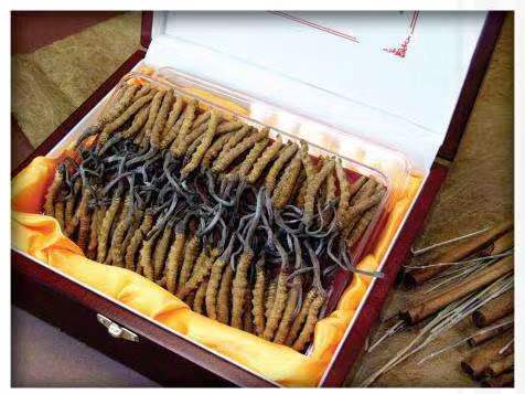 郁南冬虫夏草回收